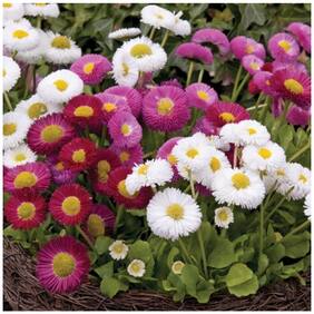 Flower Seeds : Daisy-Monstrosa Double White House Garden Garden [Home Garden Seeds Eco Pack] Plant Seeds By Creative Farmer