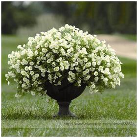 Flower Seeds : White Hybrid Petunia Hybrida Flower Winter Season Flower Plant Seeds Garden [Home Garden Seeds Eco Pack] Plant Seeds By Creative Farmer