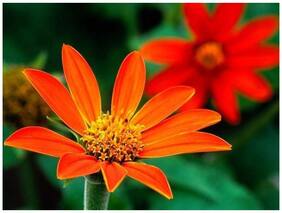 Flower Seeds : Daisy Hardy Seeds Live Plant Seeds Garden [Home Garden Seeds Eco Pack] Plant Seeds By Creative Farmer