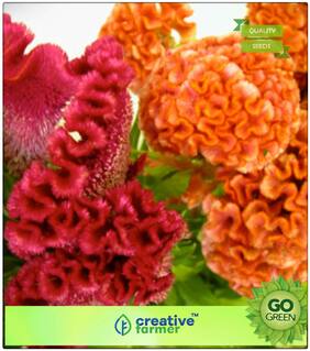 Flower Seeds Summer Season : Cockscomb - Onam Pookalam Plant Premium Kitchen Garden Plant Seeds