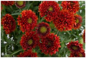Flower Seeds : Indian Blanket Pulchella Flower Flower Seeds For Basket Plants For Fence Garden [Home Garden Seeds Eco Pack] Plant Seeds By Creative Farmer