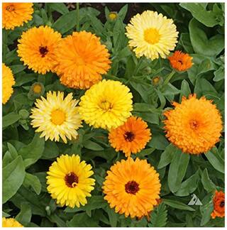 Flower Seeds : Calendula Fiesta Gitana Mixed Flower Seeds - Kitchen Garden Pack by Creative Farmer