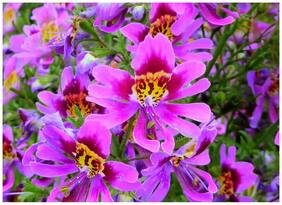 Flower Seeds : Schizanthus Pinnatus Flower Seeds For Garden Seeds For Home Garden - Garden Flower Seeds Pack by Creative Farmer