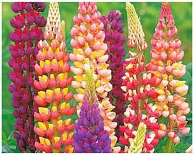 Flower Seeds : Lupine Mixed Colour Garden Seeds Flower Seeds For Decoration Garden [Home Garden Seeds Eco Pack] Plant Seeds By Creative Farmer