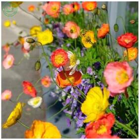 Flower Seeds : Red Weed Seeds For Gardening Garden [Home Garden Seeds Eco Pack] Plant Seeds By Creative Farmer