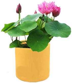 Flower Seeds : Lotus For Pots Dwarf Variety Full Coloured 15 Seeds- Plants Seeds For Home Garden [Home Garden Seeds Eco Pack] Plant Seeds By Creative Farmer