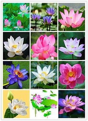 Flower Seeds : White Lotus / Waterlilly Flower Seeds Kamal Nelumbo Nucifera Flower 15 Seeds- Plants Seeds For Mini Pots Garden [Home Garden Seeds Eco Pack] Plant Seeds By Creative Farmer