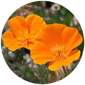 Flower Seeds : California Poppy Orange Plant Seeds Pack Plants Seeds Outdoor Garden [Home Garden Seeds Eco Pack] Plant Seeds By Creative Farmer