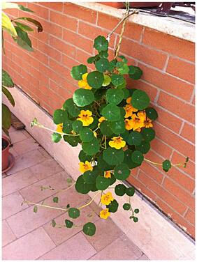Flower Seeds : Nasturtiums Hanging Coir Basket Hybrid Seeds Plants Seeds For Balcony Garden [Home Garden Seeds Eco Pack] Plant Seeds By Creative Farmer