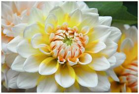 Flower Seeds : Giant Dahlia Flowered Creamy Hybrid Seeds Flower Seeds For Winter Garden [Home Garden Seeds Eco Pack] Plant Seeds By Creative Farmer