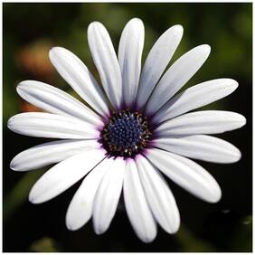 Flower Seeds : Rain Daisy Seeds For Kitchen Garden Plant Seeds Flowers Garden [Home Garden Seeds Eco Pack] Plant Seeds By Creative Farmer