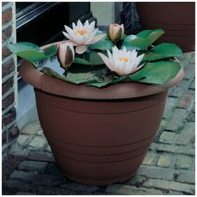 Flower Seeds : Lotus For Pots Dwarf Variety Semi Coloured Flower 15 Seeds- Plants Seeds For Home Decor Garden [Home Garden Seeds Eco Pack] Plant Seeds By Creative Farmer