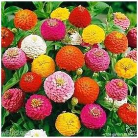 Flower Seeds : Zinnia Elegance Dahlia Mixed Colour Gardening Seeds Garden [Home Garden Seeds Eco Pack] Plant Seeds By Creative Farmer