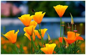 Flower Seeds : California Poppy-Mixed Seeds Outdoor Plant Seed Garden [Home Garden Seeds Eco Pack] Plant Seeds By Creative Farmer