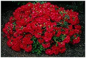 Flower Seeds : Dianthus-Scarlet Red Seeds Hybrid Plants Seeds For Mini Pots Garden [Home Garden Seeds Eco Pack] Plant Seeds By Creative Farmer