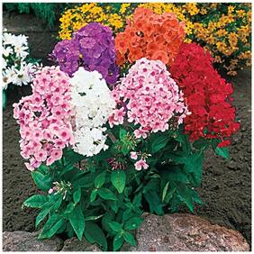 Flower Seeds : Phlox Beauty Lady Mixed Plants Seeds For Office Garden [Home Garden Seeds Eco Pack] Plant Seeds By Creative Farmer
