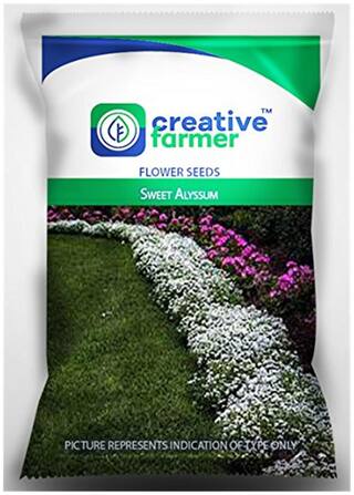 Flower Seeds For Beginners- Sweet Alyssum Flower Seeds for Gardening - 1 Packet by Creative Farmer