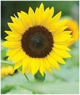 Flower Seeds : Sunflower Giant Dwarf Seeds Flower Garden Terrace Garden [Home Garden Seeds Eco Pack] Plant Seeds By Creative Farmer
