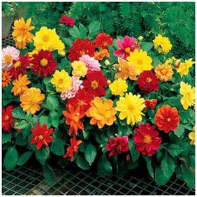 Flower Seeds : Dahlia Flower Seeds Kitchen Garden For Nursery Plant (Seeds) Garden [Home Garden Seeds Eco Pack] Plant Seeds By Creative Farmer