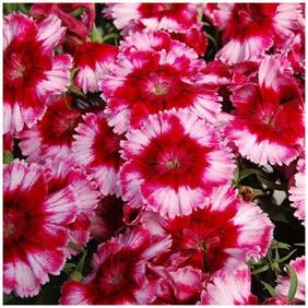 Flower Seeds : Dianthus Lemon Fizz Flower Seeds For India Gardening Flower Seeds For Balcony Garden [Home Garden Seeds Eco Pack] Plant Seeds By Creative Farmer