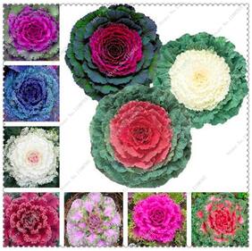 Flower Seeds : Brassica Oleracea Garden Seeds For Flower Plants - Garden Flower Seeds Pack by Creative Farmer