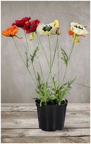 Flower Seeds : Iceland Poppy Flower Seeds For India Garden Flowers Seeds For Balcony Garden [Home Garden Seeds Eco Pack] Plant Seeds By Creative Farmer