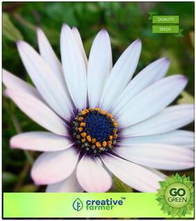 Flower Seeds In Summer : Common Daisy Premium Kitchen Garden Plant Seeds