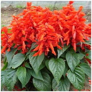 Flower Seeds : Salvia-St. John Fire Live Plant Seeds Garden [Home Garden Seeds Eco Pack] Plant Seeds By Creative Farmer
