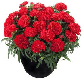 Flower Seeds : Dianthus Flower Garden Seeds Flower Seeds For Planting Garden [Home Garden Seeds Eco Pack] Plant Seeds By Creative Farmer