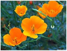 Flower Seeds : California Poppy Orange Flower Seeds - Kitchen Garden Pack by Creative Farmer