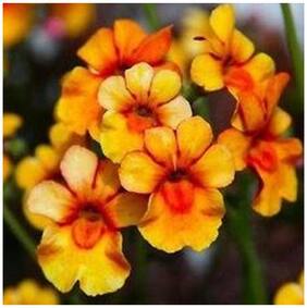 Flower Seeds : Nemesia Container Mix Flower Seeds Winter Outside Sitting Room Garden [Home Garden Seeds Eco Pack] Plant Seeds By Creative Farmer