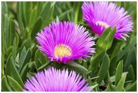 Flower Seeds Ice Plant Flower Seeds For Home Garden-100 Seeds by Creative Farmer