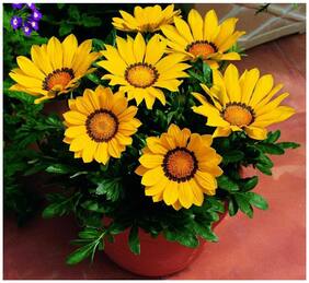 Flower Seeds : Gazania-Dwarf Mixed Yellow And Orange Garden Seeds Online Garden [Home Garden Seeds Eco Pack] Plant Seeds By Creative Farmer