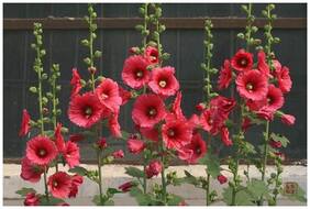 Flower Seeds : Alcea Rosea (Single) Home Garden Balcony Flower Seeds Flower Seeds For Fence Garden [Home Garden Seeds Eco Pack] Plant Seeds By Creative Farmer