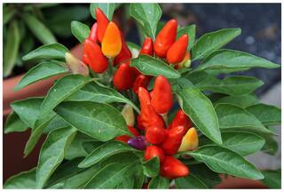 Flower Seeds : Capsicum Choice Round Mix Flower Seeds For Garden - Kitchen Garden Pack by Creative Farmer