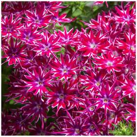 Flower Seeds : Phlox Star Loly Mixed Flower Seeds Growing Garden Seeds For Plants Garden [Home Garden Seeds Eco Pack] Plant Seeds By Creative Farmer
