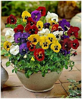 Flower Seeds : Pansy Small Orphan Flower Seeds For Pot Pot Variety- Air Purifying Plant Seeds Garden [Home Garden Seeds Eco Pack] Plant Seeds By Creative Farmer