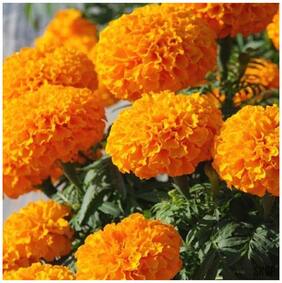 Flower Seeds : African Marigold Flower Seeds (Orange) Best Seeds For Home Garden Garden [Home Garden Seeds Eco Pack] Plant Seeds By Creative Farmer