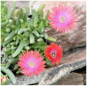 Flower Seeds : Cactus Type Succulent Ice Plant Hybrid Seed Garden [Home Garden Seeds Eco Pack] Plant Seeds By Creative Farmer