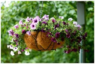 Flower Seeds : Petunia Flower Seeds Home Garden Balcony Flower Seeds Live Plant Seeds Garden [Home Garden Seeds Eco Pack] Plant Seeds By Creative Farmer