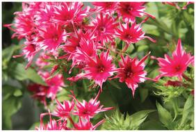 Flower Seeds : Phlox Twinkle Mix Garden Mix Seeds For Terrace Garden Plants Seeds For Mini Pots Garden [Home Garden Seeds Eco Pack] Plant Seeds By Creative Farmer