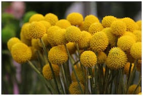 Flower Seeds : Drumsticks Exterior Plantscaping Garden [Home Garden Seeds Eco Pack] Plant Seeds By Creative Farmer