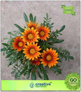 Flower Seeds Summer : Gazania Fleek Mixed Premium Kitchen Garden Plant Seeds