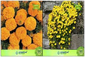 Flower Seeds : Flowering Plant Seeds For Pots Combo Marigold-Dhan Basanti