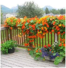 Flower Seeds : Nasturtiums Home Depot Flower Seeds Live Plant Seeds Garden [Home Garden Seeds Eco Pack] Plant Seeds By Creative Farmer