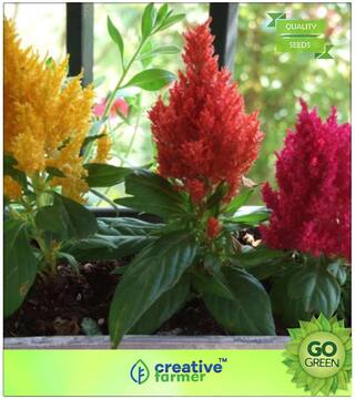 Flower Seeds : Celosia Plumosa Mix Glorious Seed Premium Kitchen Garden Plant Seeds