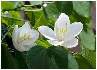 Flower Seeds : Kachnar Flower Flower Seed For Shade Live Plant Seeds Garden [Home Garden Seeds Eco Pack] Plant Seeds By Creative Farmer