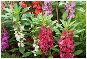 Flower Seeds : Spotted Snapweed Touch-Me-Not Seeds Flower Seeds For Borders Garden [Home Garden Seeds Eco Pack] Plant Seeds By Creative Farmer