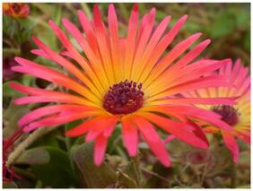 Flower Seeds : Midday Flower Flower Seeds Mixed Live Plant Seeds Garden [Home Garden Seeds Eco Pack] Plant Seeds By Creative Farmer