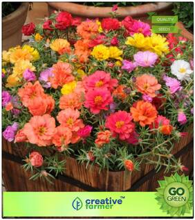 Flower Seeds For All Season : Portulaca Basket Flower Mixed -V1 Mix Premium Kitchen Garden Plant Seeds